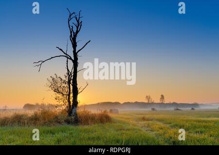 Die herbstlichen Sonnenaufgang auf einem mittlerem - Wald Wiese. Lasocin, Polen, Masowien Provinz. Stockfoto