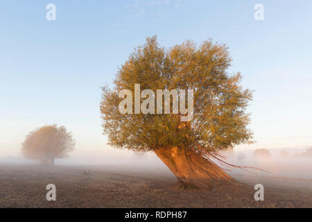 Pollard Willow/pollarded weiße Weide (Salix alba) im Feld im Nebel im Herbst Stockfoto