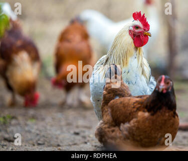Gruppe von Erwachsenen gesunde rote und schwarze Hühner und großen weißen Hahn outdoor wandern Fütterung von Geflügel Yard auf hellen, sonnigen Tag. Huhn Landwirtschaft, gesunde Stockfoto