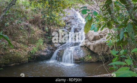 Tier- und Pflanzenwelt und Natur bei Lavras, Brasilien Stockfoto