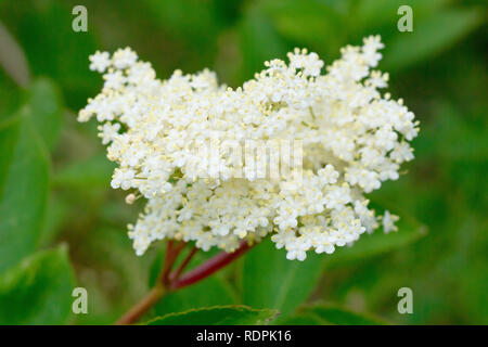 Holunder, Holunderblüte oder Holunderbeere (sambucus nigra), Nahaufnahme eines einzigen Blütensprays. Stockfoto