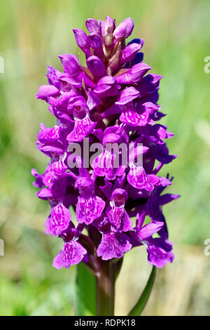 Northern Marsh Orchid (dactylorchis purpurella, Auch Dactylorhiza purpurella), in der Nähe von einer einzigen Blume Spike. Stockfoto