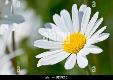 Oxeye Daisy, Hund Daisy oder Margerite (Leucanthemum vulgare, auch Chrysanthemum leucanthemum), in der Nähe einer einzigen Blume von vielen. Stockfoto