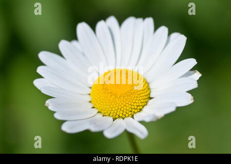 Oxeye Daisy, Hund Daisy oder Margerite (Leucanthemum vulgare, auch Chrysanthemum leucanthemum), in der Nähe einer einzigen Blume. Stockfoto