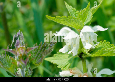 (White Deadnettle Lamium Album), in der Nähe eines einsamen Blume Kopf. Stockfoto