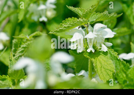 (White Deadnettle Lamium Album), der eine einzelne Blume Leiter von vielen. Stockfoto