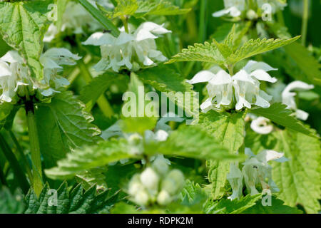 (White Deadnettle Lamium Album), der eine einzelne Blume Leiter von vielen. Stockfoto