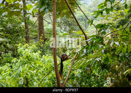 Indische Riese Eichhörnchen, Ratufa indica Erxleben, Nilgiri Hills, Wald, Tamil Nadu, Indien Stockfoto