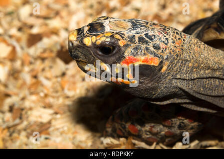 Red-Footed Schildkröte (Chelonoidis Carbonarius) Stockfoto