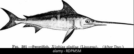 Fische. Fische. Der Schwertfisch Percomorphi485 folgt die Schulen von  Makrelen zu den Neu-england Küsten. Wo sehen Sie Schwertfisch, wie Sie  vielleicht wissen, Makrelen, Goode Zitate aus einem alten Fischer. Der  Schwertfisch