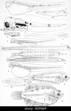 . Das Leben - Geschichten der britischen Marine essen - Fische. Fische, Fische, Fische. Platte XI! OS. Bitte beachten Sie, dass diese Bilder sind von der gescannten Seite Bilder, die digital für die Lesbarkeit verbessert haben mögen - Färbung und Aussehen dieser Abbildungen können nicht perfekt dem Original ähneln. extrahiert. M'Intosh, William Carmichael, 1838-1931; Masterman, Arthur Thomas, gemeinsamen Thema. London, C. J. Clay und Söhne Stockfoto