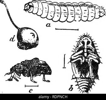 . Amateur Obst wächst. Ein praktischer Führer für den Anbau von Obst für die Verwendung zu Hause und den Markt. Mit besonderem Bezug auf den kälteren Klimata geschrieben. Obst - Kultur. 102 DIE PFLAUME.. Der Stein. Dies bewirkt, dass die Früchte krank zu werden und es fällt vorzeitig zu Boden. Innerhalb der Pflaume das Wachstum der Larven ist abgeschlossen. Es geht dann in den Boden und Umwandlungen in der Käfer und bald geht an die Oberfläche und entkommt. Bemedy. - Wenn die curculio wird alarmiert, es zieht sich zusammen und fällt zu Boden. Vorteile sind von dieser Besonderheit es zu fangen und zu zerstören. Ein Blatt wird verteilt Stockfoto