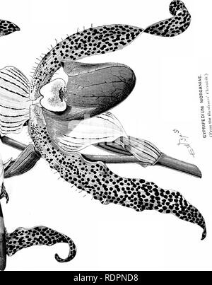 . Die Orchidee - Handbuch des Erzeugers, mit Beschreibungen der besten Arten und Sorten von knabenkrautgewächse in Anbau... Orchideen. . Bitte beachten Sie, dass diese Bilder sind von der gescannten Seite Bilder, die digital für die Lesbarkeit verbessert haben mögen - Färbung und Aussehen dieser Abbildungen können nicht perfekt dem Original ähneln. extrahiert. Williams, Benjamin Samuel, 1822-1890; Williams, Henry. London, Victoria und Paradies Baumschulen Stockfoto