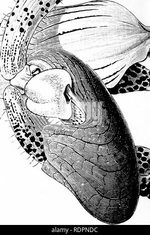 . Die Orchidee - Handbuch des Erzeugers, mit Beschreibungen der besten Arten und Sorten von knabenkrautgewächse in Anbau... Orchideen. . Bitte beachten Sie, dass diese Bilder sind von der gescannten Seite Bilder, die digital für die Lesbarkeit verbessert haben mögen - Färbung und Aussehen dieser Abbildungen können nicht perfekt dem Original ähneln. extrahiert. Williams, Benjamin Samuel, 1822-1890; Williams, Henry. London, Victoria und Paradies Baumschulen Stockfoto