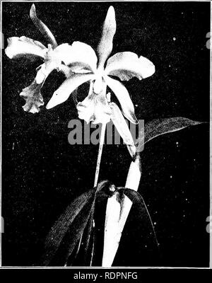 . Die orchidee Stud-book: eine Aufzählung von hybriden Orchideen der künstlichen Ursprungs, mit ihren Eltern, Erbauer, Datum der ersten Blüte, Verweisen auf Beschreibungen und Abbildungen und synonymie. Mit einer historischen Einführung und 120 Zahlen und ein Kapitel über die Züchtung und die Orchideen aus Samen. Orchideen. 60 DIE ORCHIDEE ZUCHTBUCH [Teil II. C. x fiinbriata, Bohiih. Diät. 0. Hyb. 6; O.P. 1893,325; J.S. H. Fr. 1897, Suppl. ii. 68. - Bleu. Dies hat etwas mit C. X calummata verwirrt, wegen einen Datensatz, C. Aclandiaj war einer der Eltern. Es wird geglaubt, mit C. x Isabella, Rc identisch sein. Stockfoto