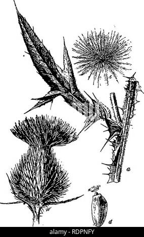 . Die Indiana weed Buch. Unkraut. Unkraut OP das THISTLE FAMILIE. 165 Grau, gerippt, J Zoll lang; Pappus aus mehreren Zeilen von schlanken Haar - wie Weiße Borsten. (Abb. 125.) Sehr häufig in Weiden, an Straßenrändern, Zaun-Zeilen und in alten, verlassenen Feldern. Juni-sept. Eine der schlechtesten von Weide Unkraut, seiner langen basalen root-Blätter der ersten Jahreszeit auf und erstickte das Blau - Gras. Die tap-Root läuft tief und die Anlage kann leicht durch Schneiden unter seiner Krone getötet werden. Dies sollte in den späten au getan werden, Herbst oder Frühjahr mit Hacke oder Spud; wiederholtes Mähen bevor die Samen ein weniger reifen Stockfoto