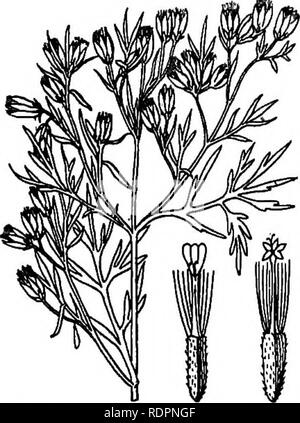 . Die Indiana weed Buch. Unkraut. 162 TM INDIANA WHKD BUCH.. Abb. 121. Kurze Ray - Blume auf der linken; disk-Blume auf der rechten Seite. (Nach Britton und Braun.) SCHNITT-Segmente. Zahlreiche Staats- und Regierungschefs, an den Enden der Zweige verfolgt; Hülle glockenförmig, seine 8-10 länglich, mit violetten Hochblätter in einer Zeile; Buchsenleiste flach, chaffy, Strahlen nur wenige, kurze, unauffällige; Festplatte - Blumen zahlreiche, stumpfes Gelb. Achenes 4 - gewinkelt, weiter oben, behaart, durch einen Ring von kurzen Haaren gekrönt - wie bräunlich Borsten. (Abb. 121.) häufig an Straßenrändern, Banken von Strömen, Eisenbahnen und Grenzen der Felder, besonders in den kiesigen oder lehmigen Soi Stockfoto