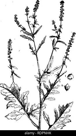 . Die Indiana weed Buch. Unkraut. Unkraut OP DER RAGWEED FAMILIE. 151. Abb. 111. 1, eine staminate Blüte;.', eine Frucht. (Nach Vasey. J Zustand, überall in auftreten. Beide kultiviert und Weideland, aber besonders reichlich in Stoppeln Felder nach der Kulturpflanzen wurden har-unverfallbar. July-Oct. Die schlanke Ra-cemes der kleinen grünen staminate Flow-ers, wie Knoten oder Perlen entlang der Stammzellen, produzieren eine reiche Ernte von gelben Pollen, die dick beschichtet die Kleidung. Wer durch ein Büschel von ragweed an einem Tag im August passiert. Die it und das große ragweed sind als "Heuschnupfen Pflanzen" bekannt, ihren Po Stockfoto