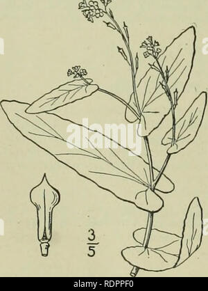 . Eine Illustrierte Flora von der nördlichen USA, Kanada und die britischen Besitzungen: von Neufundland zu den Parallelen der südlichen Grenze von Virginia und vom Atlantik westwärts nach dem 102 Meridian. Botanik. . Bitte beachten Sie, dass diese Bilder sind von der gescannten Seite Bilder, die digital für die Lesbarkeit verbessert haben mögen - Färbung und Aussehen dieser Abbildungen können nicht perfekt dem Original ähneln. extrahiert. Britton, Nathaniel Lord, 1859-1934; Braun, Addison, 1830-1913. New York: Scribner Stockfoto