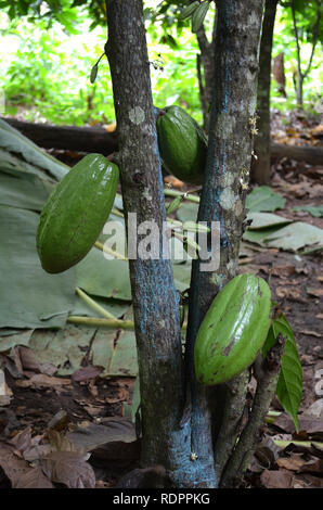 Kakaofrüchte Stockfoto