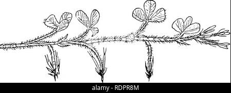 . Hinweise auf das Leben Geschichte der Britischen blühende Pflanzen. Botanik und Ökologie der Pflanzen. 164 BRITISCHE BLÜHENDE PFLANZEN auf und bildet eine Art von Ballon für die dissemina- Der kleine Früchte. T. subterraneum. âIn die meisten Klee der Kopf enthält von 50 bis über 100 Blüten. In diesem, im Gegenteil, nur wenige (3-5) Röschen werden komplette Blumen. Die. Abb. 107. âTrifolmm sxibterraneum. Schießen mit Knospen am Ende und drei ältere Blume - Köpfe, die tnrued sind und Anfang selbst zu begraben. Andere Verfahren von unten nach oben, nach und nach zu steifen Stacheln reduziert, die Bildung einer starren Pointe Stockfoto