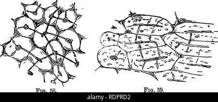 . Botanik für Schulen und Hochschulen. Botanik. Die PBINOIPAL Gewebe. 73 (d) Theliard Gewebe von uutsand der Bton Früchte furnisli erstklassige ex. Amples von kurzen und sehr dickwandig sclerenchyma-Zellen. In der Hickory Mutter {Garya alba) die Zellen (Abbn. 58 und 59) sind nicht mehr als. Fio. 68. Kg. 58. - Sclerenchyma-Zellen des Shell (Endokarp) des Hickory - Mutter (Ozrj/a u. a.), die parallel zu der Oberfläche von der Mutter. X400. Abb. 69.- Sclerenchyma-Zellen des Shell (Endokarp) des Hickory (Carya Atita), an der rechten genommen - Winkel auf der Oberfläche von der Mutter. X400. Zwei oder drei Mal so lange wie b Stockfoto