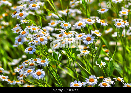 Blume Fülle, Blumen der Balsam Kraut (Balsamita major) Stockfoto