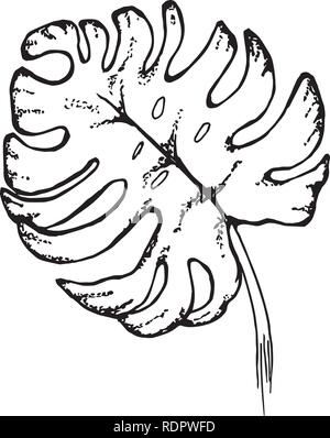 Zeichnung Blatt monstera. Grafik Zeichnung einer Blume. Stock Vektor