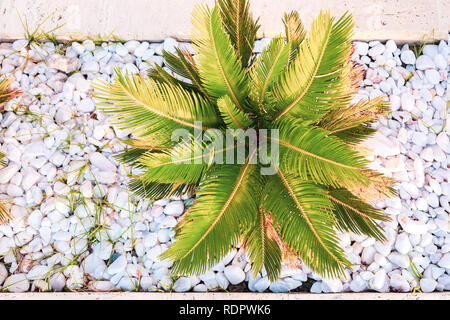 Ansicht von oben Junge, der von tropischen Palmen, kleine weiße, runde Steine zu sonnendurchfluteten. Stockfoto