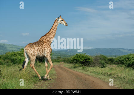 Eine Giraffe kreuzt eine unbefestigte Straße an einem sonnigen Tag in Umkhuze Game Reserve, Isimangaliso Wetland Park, KZN, Südafrika Stockfoto