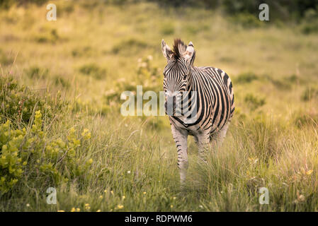 Eine einsame zebra Spaziergänge durch hohes Gras auf die Kamera in der westlichen Ufer finden, Isimangaliso Wetland Park, St. Lucia, Südafrika Stockfoto