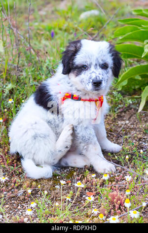 Süße weiße und schwarze bulgarischen Schaf Hund Welpen sitzen im Gras closeup Stockfoto