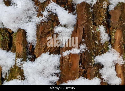 Kiefer trunk Makro. Natürliche Beschaffenheit des weißen Schnee-bedeckten Rinde Stockfoto