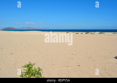 Die goldenen Dünen des Naturparks an der Küste von Corralejo. Fuerteventura, Spanien. Stockfoto