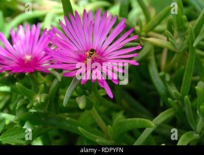 Rosa Delosperma cooperi, hardy Eis Blumen im Garten Stockfoto