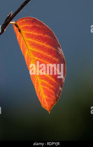 Herbst Blatt von der Sonne beschienen Stockfoto