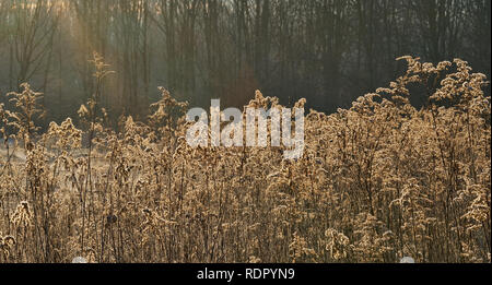 Goldene, hinterleuchtete Trockenwiesen im Winter vor dunklem Waldgrund. Stockfoto