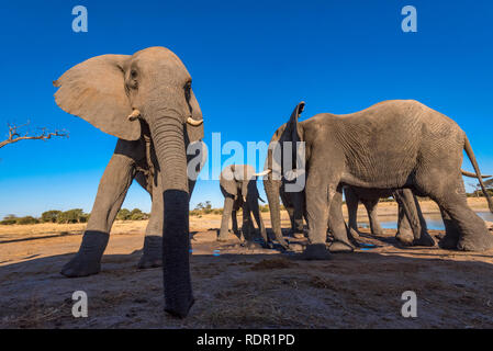 Afrikanischer Elefant aus einem undertground gesehen in Simbabwe Hwange National Park verstecken. Stockfoto