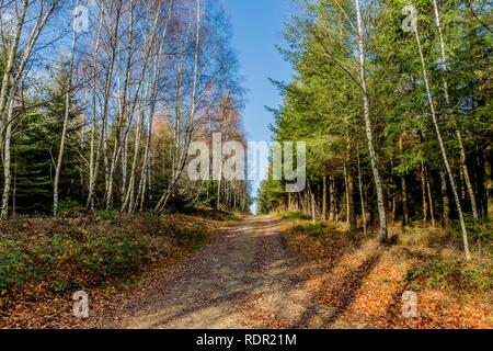 Schönes Bild von einen schmutzigen Weg zwischen Bäumen auf einer Seite belaubten Bäumen und auf der anderen blattlosen Bäume im Wald in den Belgischen Ardennen Stockfoto