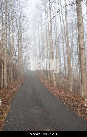Blick auf einem ländlichen, waldreichen Antrieb im Morgennebel. Suchen von der Sonne entfernt und bergauf. Stockfoto