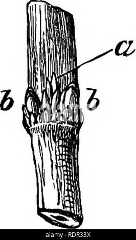 . Die cassell beliebte Gartenarbeit. Gartenarbeit. Mit dem Führer ausreichend schießt für das erste Jahr zu bilden. Diese müssen in regelmäßigen Abständen von vier bis sechs Zentimetern gebunden werden, und erlaubt in vollem Umfang zu wachsen, zumindest so lange, wie es keine von ihnen übrig gelassen zu. Sollte dieser Ije der Fall, die Punkte zu den ganz großen Führer eingeklemmt werden muss, wo es notwendig, die richtige Balance von jedem Teil des Baums zu erhalten gilt. Wenn das der Führer in der Nähe der Mitte sind geeignet, zu stark zu erhalten.------- ^^jjj ^g Kosten der Seitentriebe, die weniger wahrscheinlich zu r passen nicht durchgeführt Stockfoto