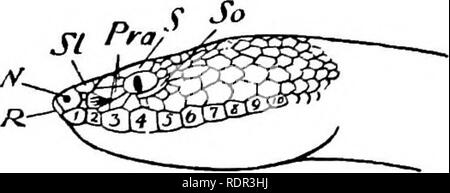 . Die giftigen terrestrischen Schlangen unserer British Indian Herrschaften, darunter Ceylon, und wie Sie diese erkennen; mit Symptomen der Schlange vergiftet und Behandlung. Schlangen; Schlangen. . Bitte beachten Sie, dass diese Bilder sind von der gescannten Seite Bilder, die digital für die Lesbarkeit verbessert haben mögen - Färbung und Aussehen dieser Abbildungen können nicht perfekt dem Original ähneln. extrahiert. Wand, Frank, 1868 -. Bombay, Bombay Natural History Society Stockfoto