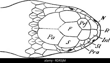 . Die giftigen terrestrischen Schlangen unserer British Indian Herrschaften, darunter Ceylon, und wie Sie diese erkennen; mit Symptomen der Schlange vergiftet und Behandlung. Schlangen; Schlangen. Die giftigen Schlangen von Indien. 41. Pa s Pfa B Bitte beachten Sie, dass diese Bilder sind von der gescannten Seite Bilder, die digital für die Lesbarkeit verbessert haben mögen - Färbung und Aussehen dieser Abbildungen können nicht perfekt dem Original ähneln. extrahiert. Wand, Frank, 1868 -. Bombay, Bombay Natural History Society Stockfoto