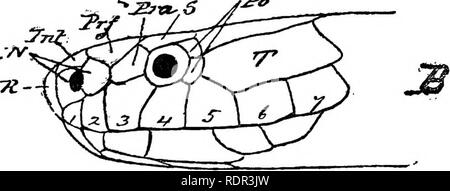 . Die giftigen terrestrischen Schlangen unserer British Indian Herrschaften, darunter Ceylon, und wie Sie diese erkennen; mit Symptomen der Schlange vergiftet und Behandlung. Schlangen; Schlangen. rZi&gt;. Bitte beachten Sie, dass diese Bilder sind von der gescannten Seite Bilder, die digital für die Lesbarkeit verbessert haben mögen - Färbung und Aussehen dieser Abbildungen können nicht perfekt dem Original ähneln. extrahiert. Wand, Frank, 1868 -. Bombay, Bombay Natural History Society Stockfoto