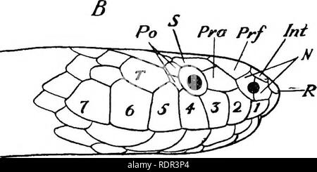 . Die giftigen terrestrischen Schlangen unserer British Indian Herrschaften, darunter Ceylon, und wie Sie diese erkennen; mit Symptomen der Schlange vergiftet und Behandlung. Schlangen; Schlangen. . Bitte beachten Sie, dass diese Bilder sind von der gescannten Seite Bilder, die digital für die Lesbarkeit verbessert haben mögen - Färbung und Aussehen dieser Abbildungen können nicht perfekt dem Original ähneln. extrahiert. Wand, Frank, 1868 -. Bombay, Bombay Natural History Society Stockfoto