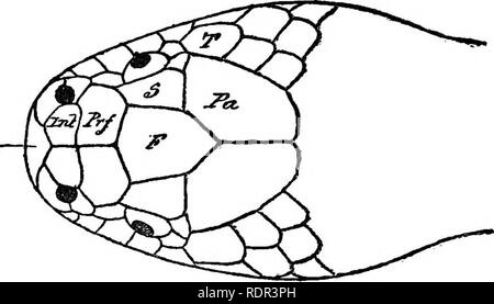 . Die giftigen terrestrischen Schlangen unserer British Indian Herrschaften, darunter Ceylon, und wie Sie diese erkennen; mit Symptomen der Schlange vergiftet und Behandlung. Schlangen; Schlangen. . Bitte beachten Sie, dass diese Bilder sind von der gescannten Seite Bilder, die digital für die Lesbarkeit verbessert haben mögen - Färbung und Aussehen dieser Abbildungen können nicht perfekt dem Original ähneln. extrahiert. Wand, Frank, 1868 -. Bombay, Bombay Natural History Society Stockfoto