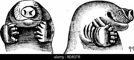 . Auf Säugetierzellen Abstieg. In neun Vorträgen im Theater der königlichen Hochschule der Chirurgen im Februar 1884 geliefert. Säugetiere. Lect. Vi.] EINEM TROCKENEN Schädel. 153 Der Ausdruck "Morphologie der Schädel "unendlich viel mehr als das. Ich möchte nur bestimmte Sachen, die im Verlauf von mehreren Monaten stetig Arbeiten auf diese Art gemacht haben; vor allem zeigen, wie weit die Mole mit dem zustimmt, oder unterscheidet sich von der Igel, in seiner Entwicklung. In den frühesten Stadien, diese beiden Arten sind in vielerlei Hinsicht sehr ähnlich, aber einige der bemerkenswertesten Änderungen des Teils b Stockfoto