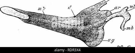 . Auf Säugetierzellen Abstieg. In neun Vorträgen im Theater der königlichen Hochschule der Chirurgen im Februar 1884 geliefert. Säugetiere. Lect. Ii.] BILDUNG DER UNTERKIEFER. 41 Pfropfung Zwecken - eine Masse von Knorpel, die wir nicht vertraut sind mit in das Reptil oder Vogel. Auf der Suche nach einer Platte des Wahren hyalinen Knorpel groß genug für Natur für Zwecke in diesen Arten von Säugetieren, wir Reisen nach unten durch Vögel, Ossären Keptiles, Amphibien, Fische, Ganoids, Rochen, und gewöhnlicher Haie, und nicht, bis wir zu der außerordentlichen Haie oder Chimseroids kommen tun wir nichts groß genug finden. Es wir stoppen. In Stockfoto