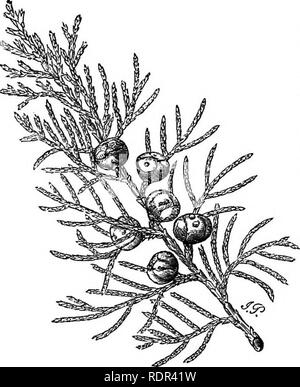 . Ein Handbuch der Coniferae, enthält eine allgemeine Überprüfung der Bestellung; eine Synopse Der winterharte Arten in Großbritannien kultiviert; ihren Platz und den Gartenbau, usw., usw. Mit zahlreichen Holzschnitten und Illustrationen. Nadelbäumen; Evergreens. Der wacholder. 271 VIII - JUNIPERUS (IAnnceus). Die Juniper. Die Jumper sind mittlere oder niedrige Bäume, der fastigiate oder säulenförmig Gewohnheit, und buschigen Sträucher, gelegentlich ziemlich nieder, die alle Teile der nördlichen Hemisphäre, von der Arktischen Regionen der Tropen, die in den gemäßigten Regionen von Europa und Nordamerika reichlich vorhanden. Im Gegensatz zu den meisten o Stockfoto