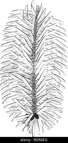 . Ein Handbuch der Coniferae, enthält eine allgemeine Überprüfung der Bestellung; eine Synopse Der winterharte Arten in Großbritannien kultiviert; ihren Platz und den Gartenbau, usw., usw. Mit zahlreichen Holzschnitten und Illustrationen. Nadelbäumen; Evergreens. Abb. 17. Abb. 18. Abb. 19.. Bitte beachten Sie, dass diese Bilder sind von der gescannten Seite Bilder, die digital für die Lesbarkeit verbessert haben mögen - Färbung und Aussehen dieser Abbildungen können nicht perfekt dem Original ähneln. extrahiert. Veitch (James) &Amp; Söhne. Chelsea Stockfoto